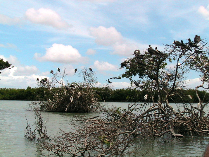 25 - Mangrove 062.jpg